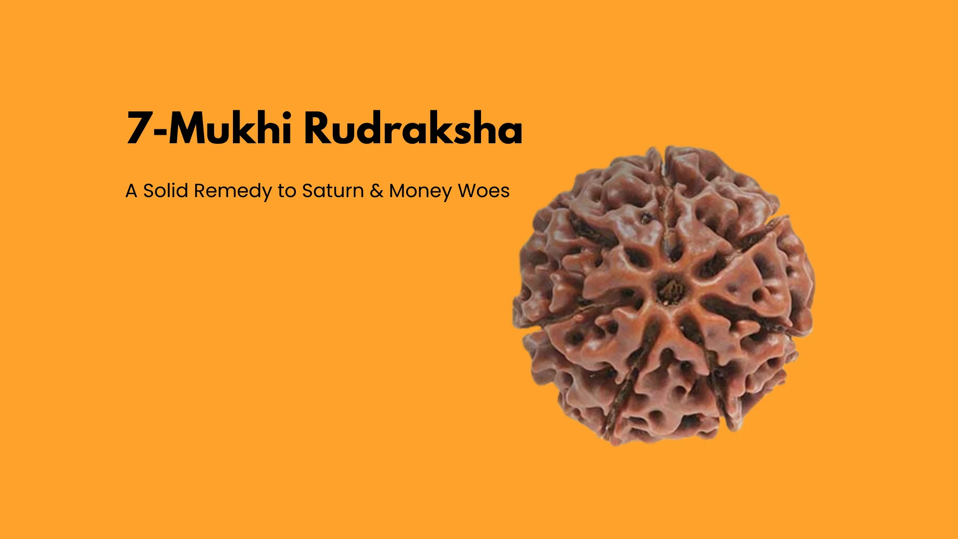 7-Mukhi Rudraksha